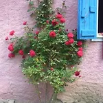 Your Pink House With Blue Shutters
