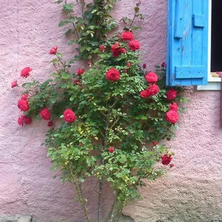 Your Pink House With Blue Shutters