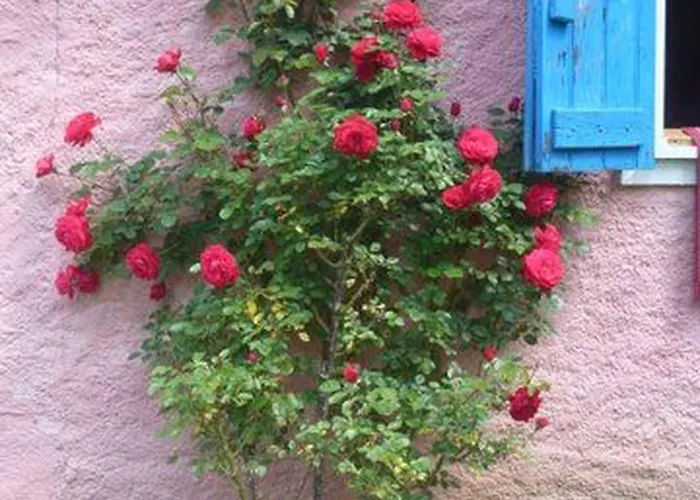 Your Pink House With Blue Shutters